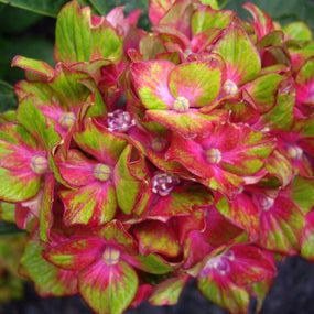 Multicolored Hydrangeas
