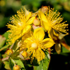St. Johns Wort Shrub in full bloom