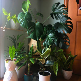collection of low light houseplants monstera, dracena, snake plant and more