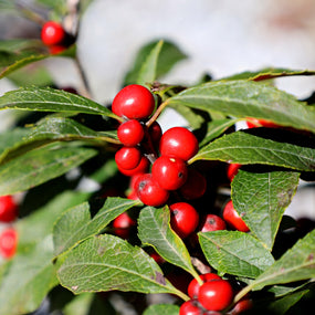 winterberry holly red berried shrub
