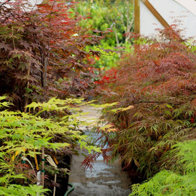 High Quality Japanese Maple Trees for Sale Online