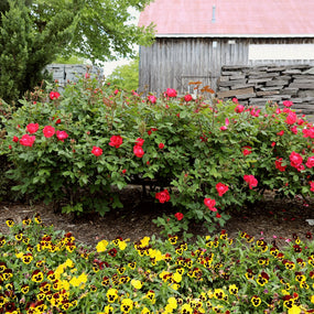 knockout roses