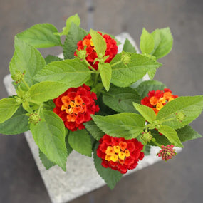 lantanas