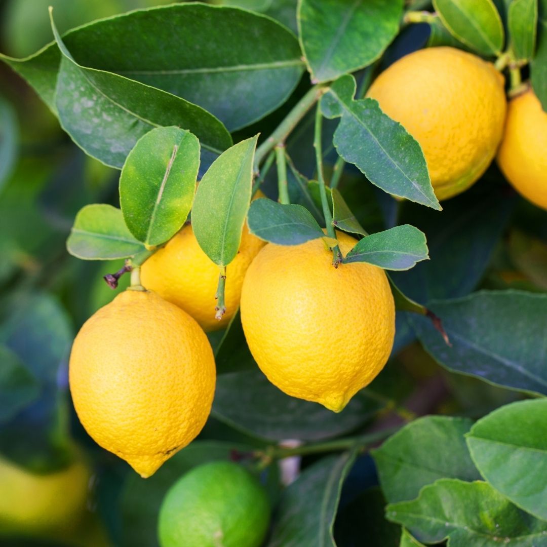 Buy Lemon Trees Online Citrus Trees Garden Goods Direct