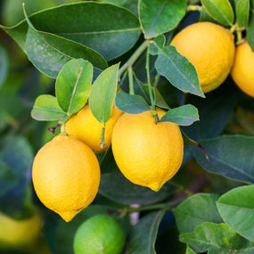 Lemon Trees