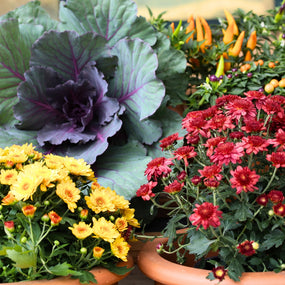 Fall Annuals asters, ornamental Kale, pansies