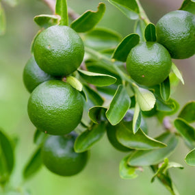 Lime Trees