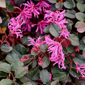 loropetalum fuchsia blooms