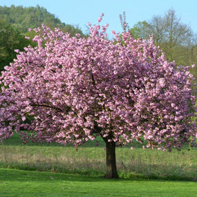 magnolia ann tree with pink flowers
