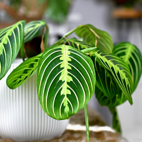 maranta plants