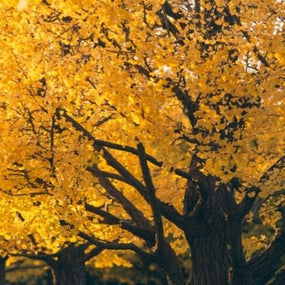 Miscellaneous Trees