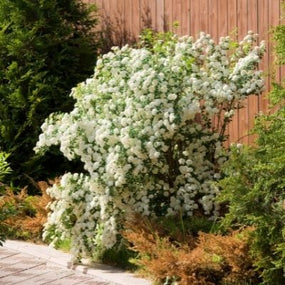 Miscellaneous Shrubs