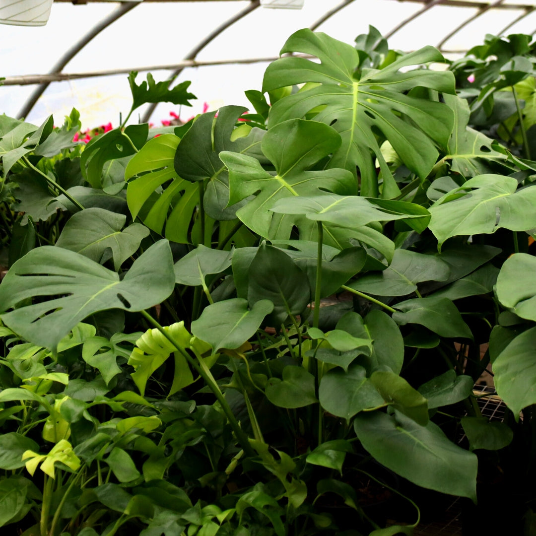 Buy Monstera Plants Online | Garden Goods Direct