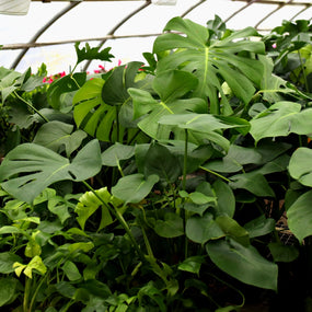 monstera plants for sale online