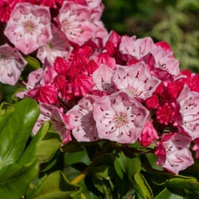 Mountain Laurel Shrubs