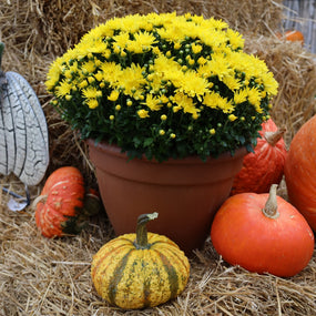 fall mums