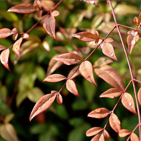 heavenly bamboo nandina for sale