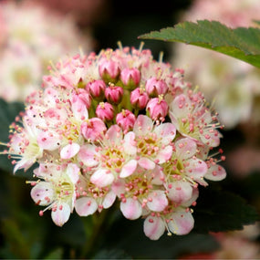 tiny wine ninebark flowering shrub