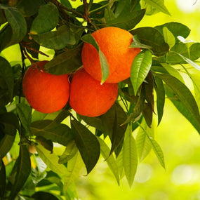Orange Trees
