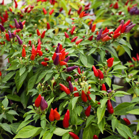 ornamental peppers fall decor