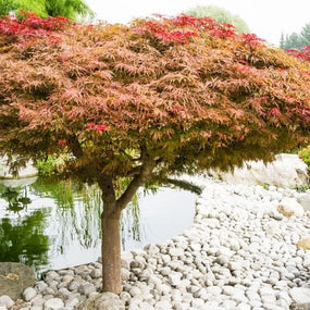 Ornamental Trees
