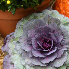 ornamental kale fall display