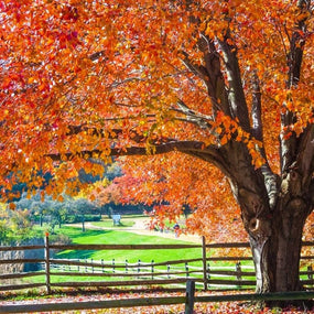The spectacular fall color display of Maples | Garden Goods Direct