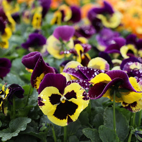 pansies for sale online
