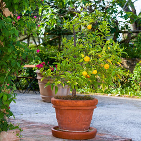 potted lemon tree summer patio plant full of lemons