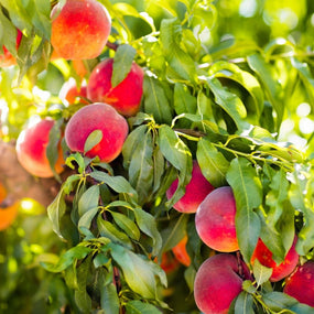 orange peaches on a tree