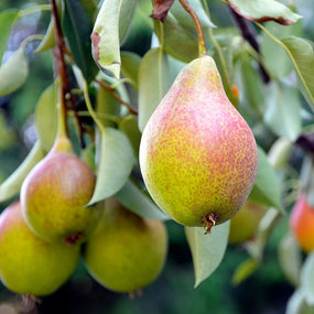 green pears on a tree ready for harvest