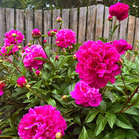 hot pink peonies for sale online