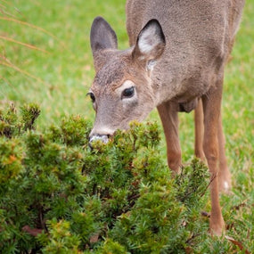 Garden Pest Repellants