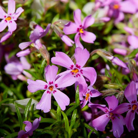 Creeping Phlox is great groundcover plant