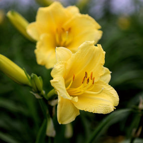 yellow daylilies
