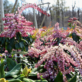 pieris shrubs blooming in early spring