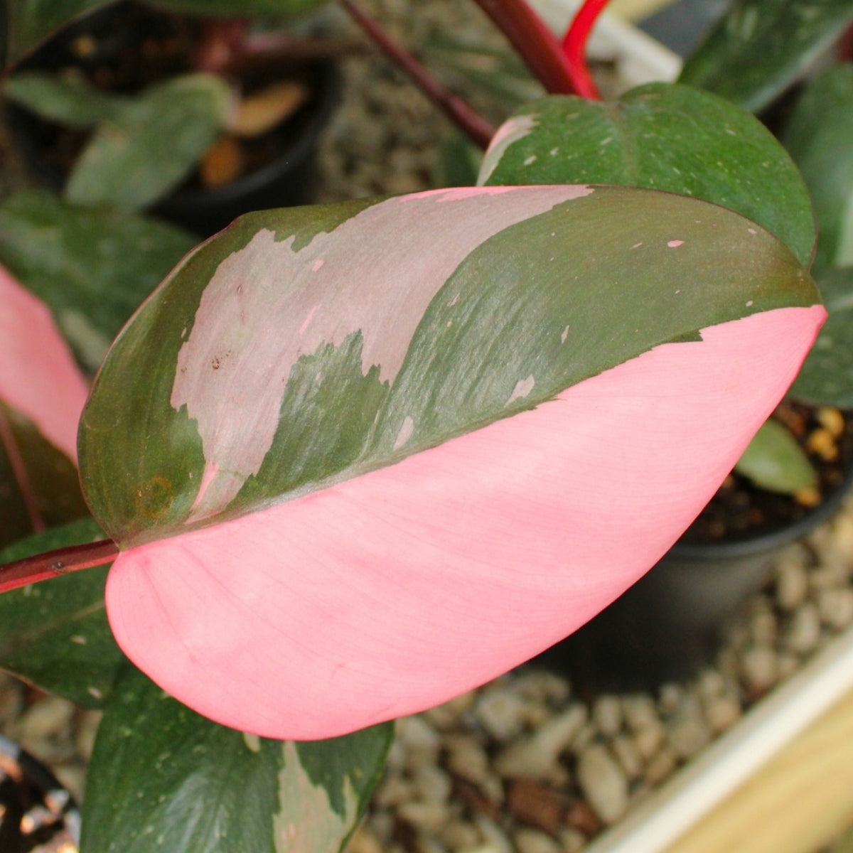 Pink Houseplants Delivered to Your Door | Garden Goods Direct