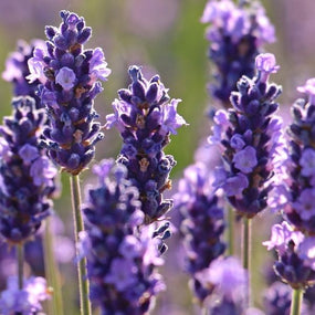 Blue & Purple Perennials that Attract Pollinators