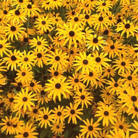 Yellow Pollinating Perennials