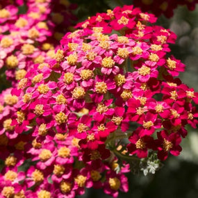 Red Flowering Perennials for Pollinators