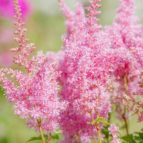 Pink Pollinating Perennials