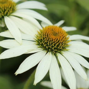 White Pollinating Perennials