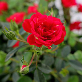 sweet smelling fragrant knockout rose
