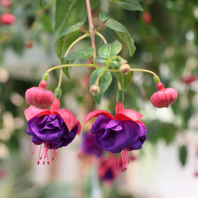 purple blooming annuals