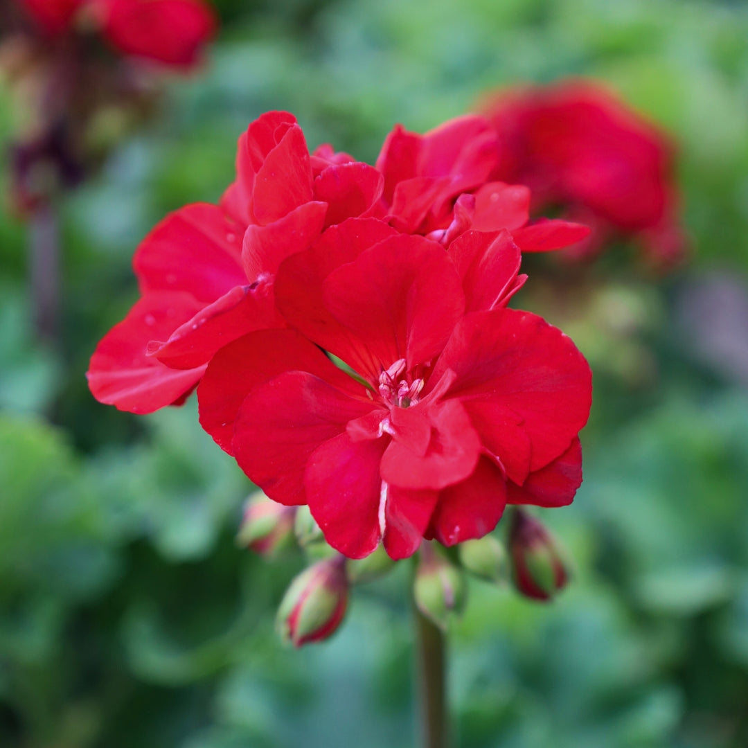 Red annual flowers discount