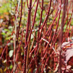 red twig dogwood winter interest shrub