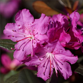 long lasting blooms pjm rhododendron