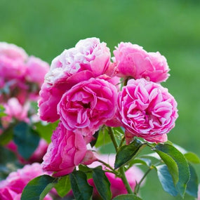 Pink Rose Bushes