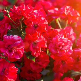 Red Rose Bushes
