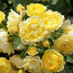Yellow and White Rose Bushes